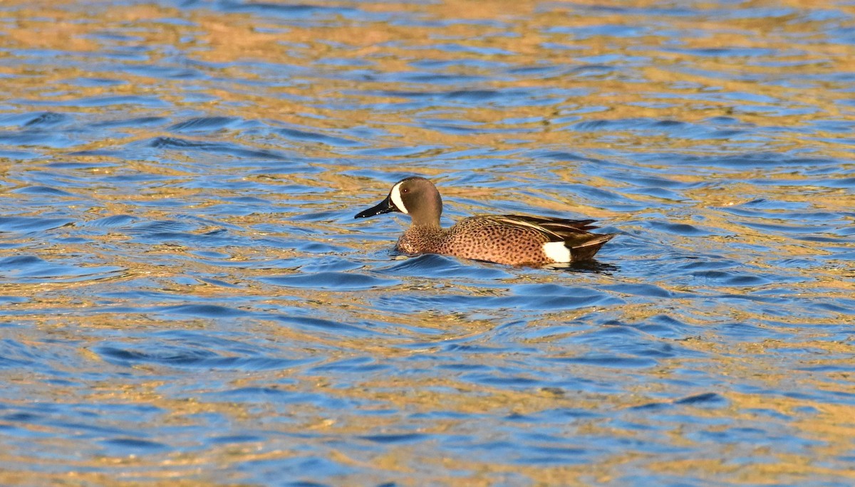 Blue-winged Teal - ML618057281