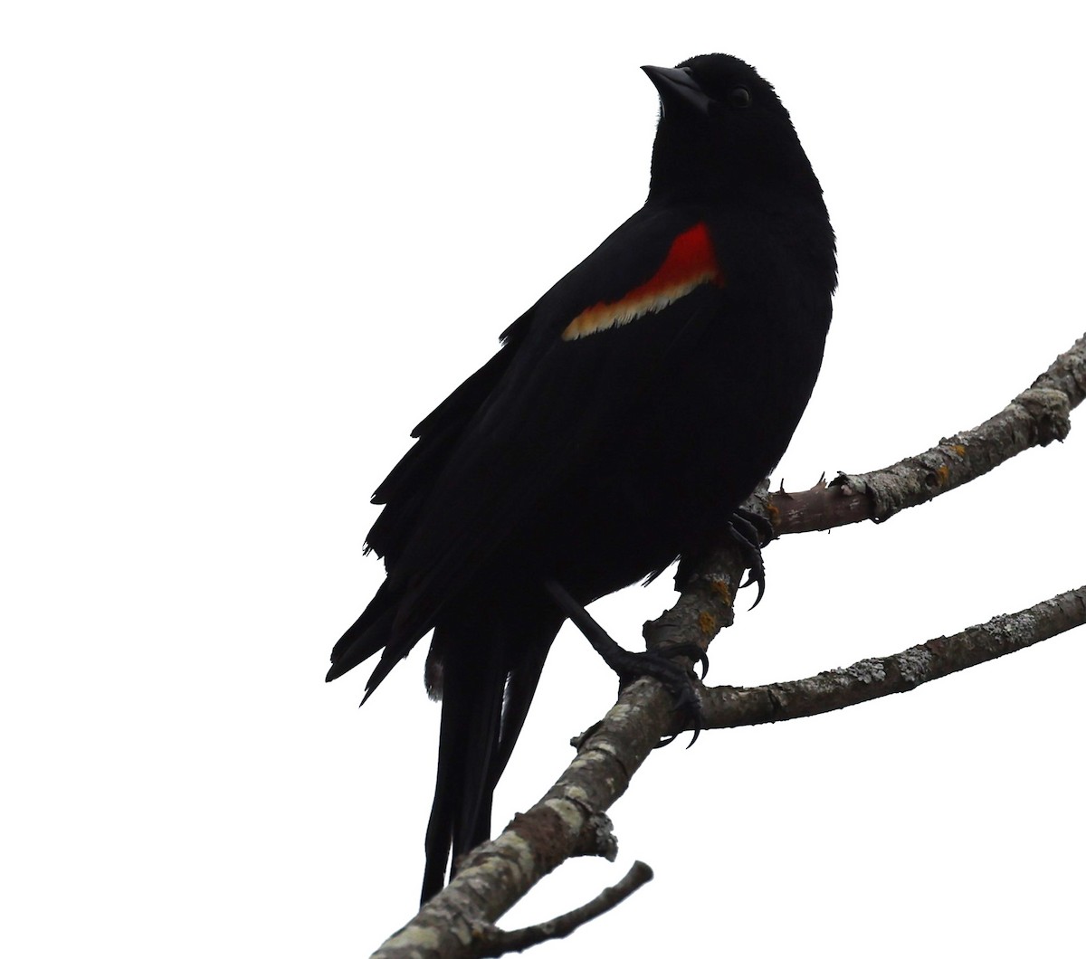 Red-winged Blackbird (Red-winged) - ML618057311