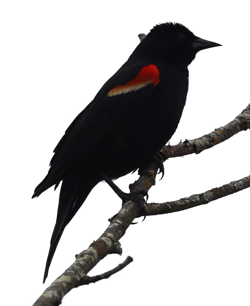 Red-winged Blackbird (Red-winged) - ML618057312