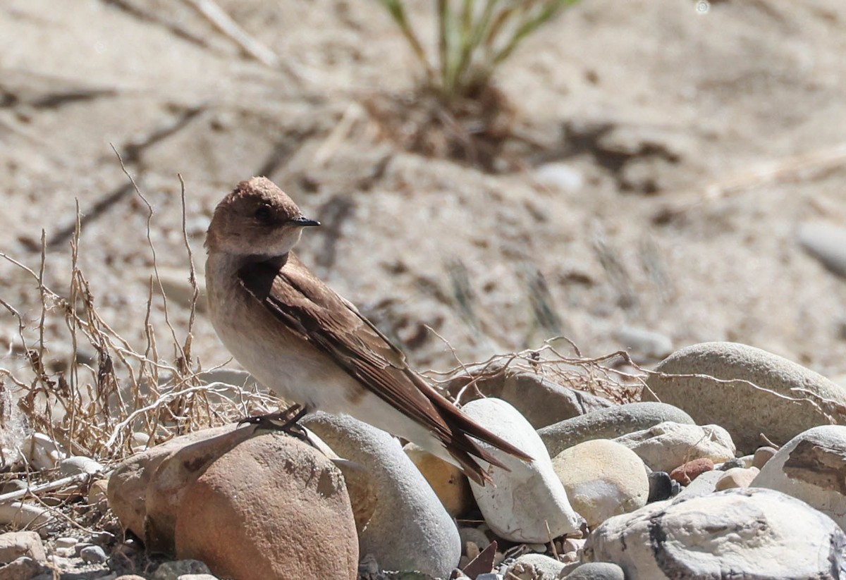 Northern Rough-winged Swallow - Tracy Drake
