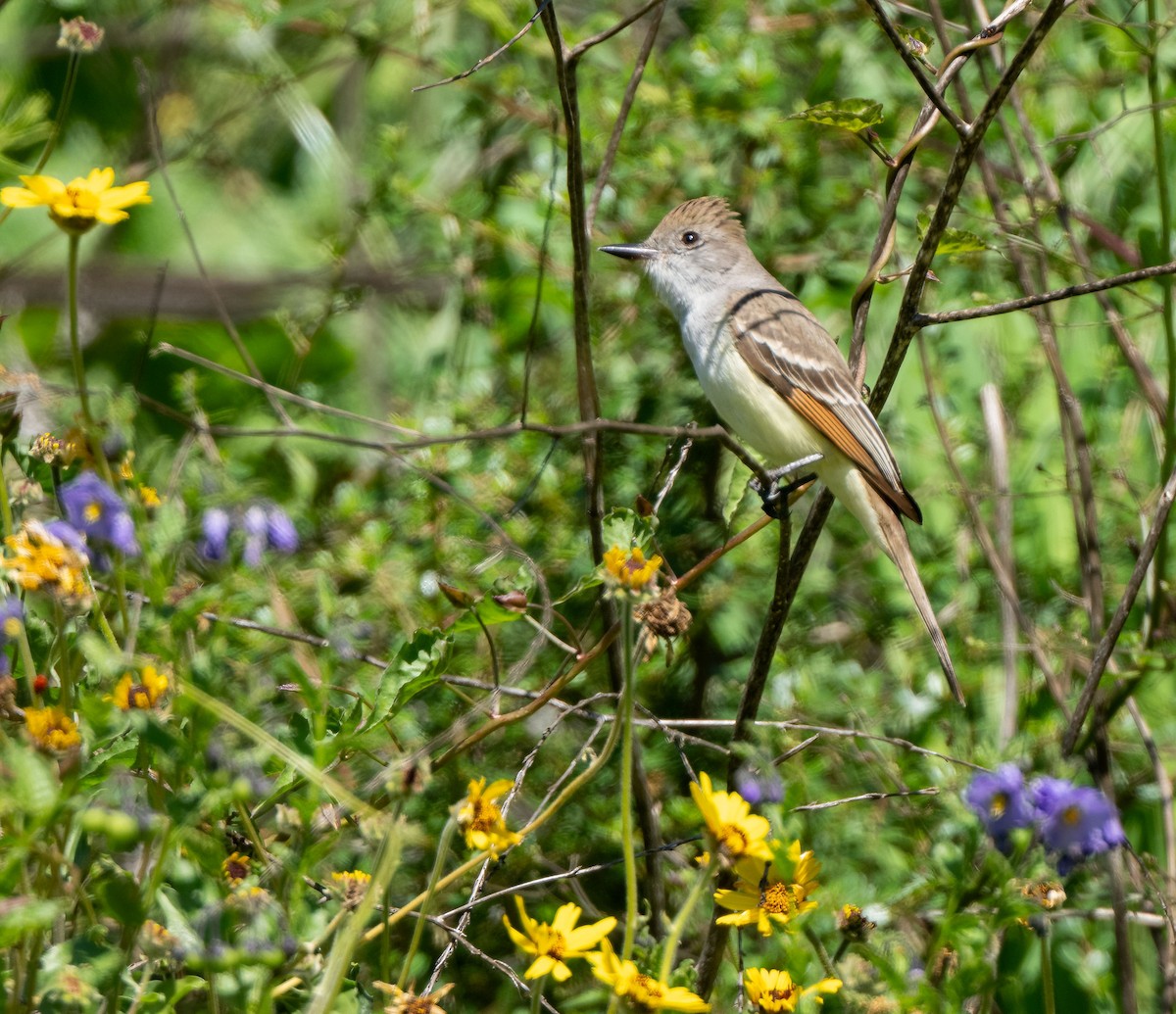 Ash-throated Flycatcher - Sue Cook