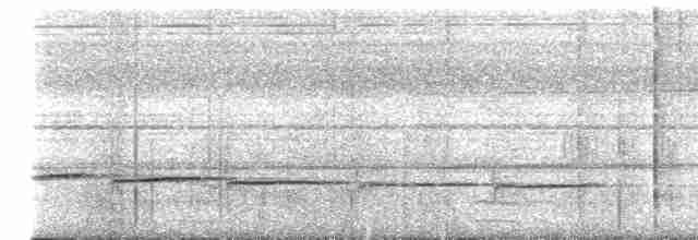 Короткохвостый шелкопёр - ML618057343