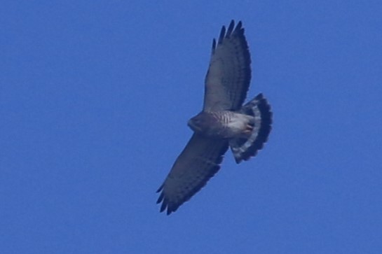 Broad-winged Hawk - ML618057359