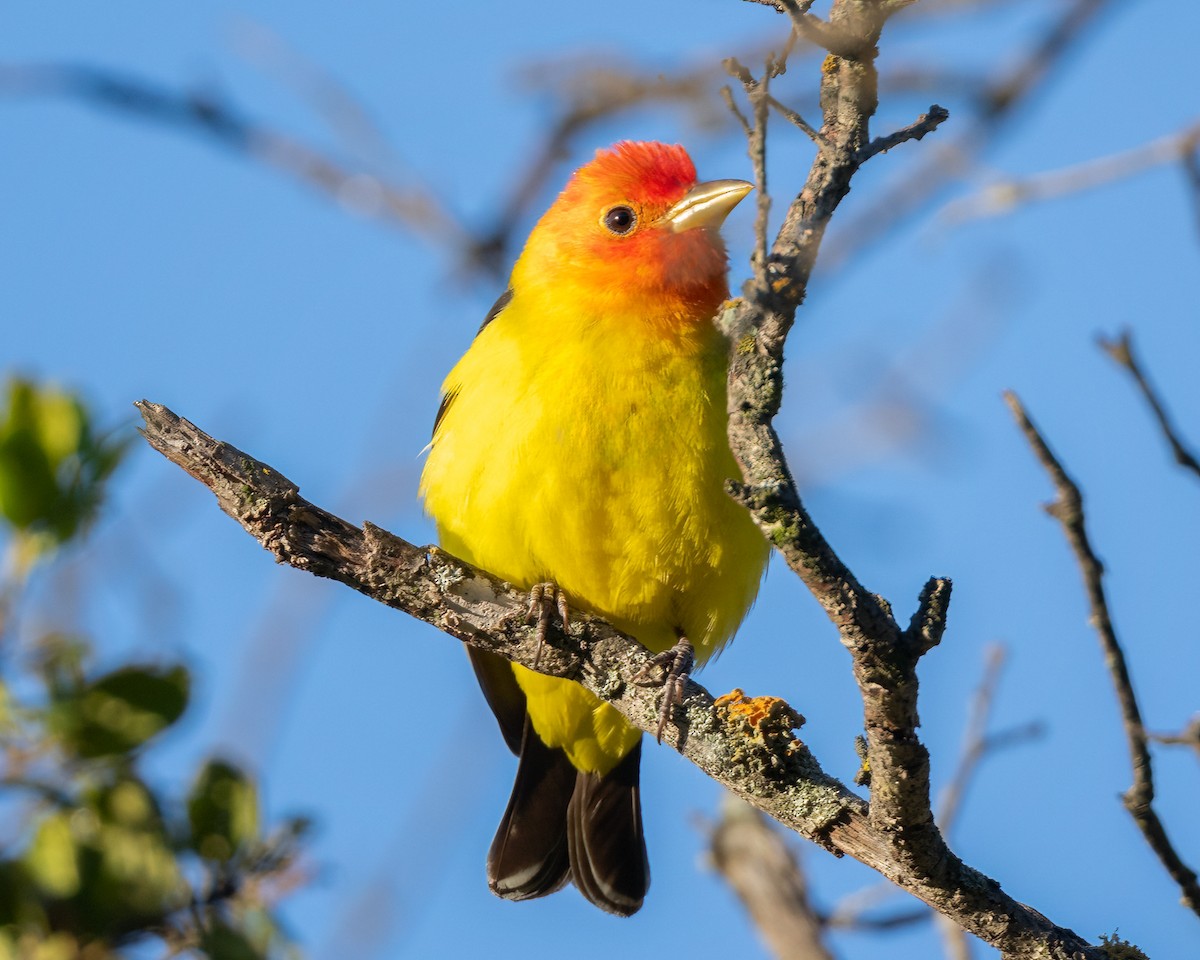 Western Tanager - Sue Cook