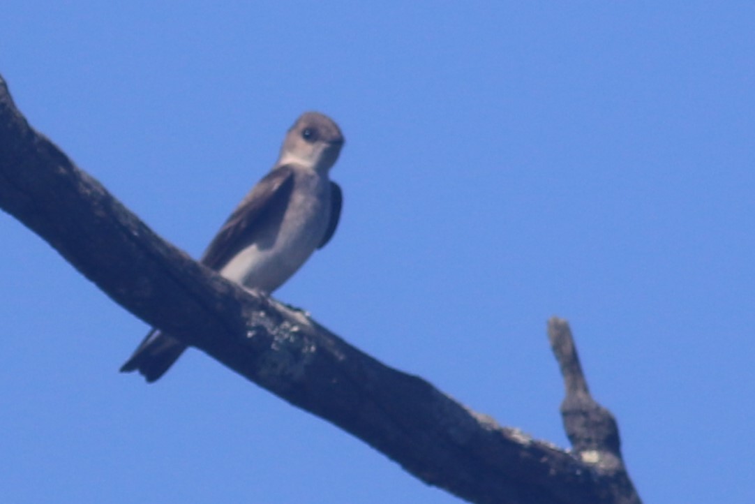 Northern Rough-winged Swallow - ML618057372