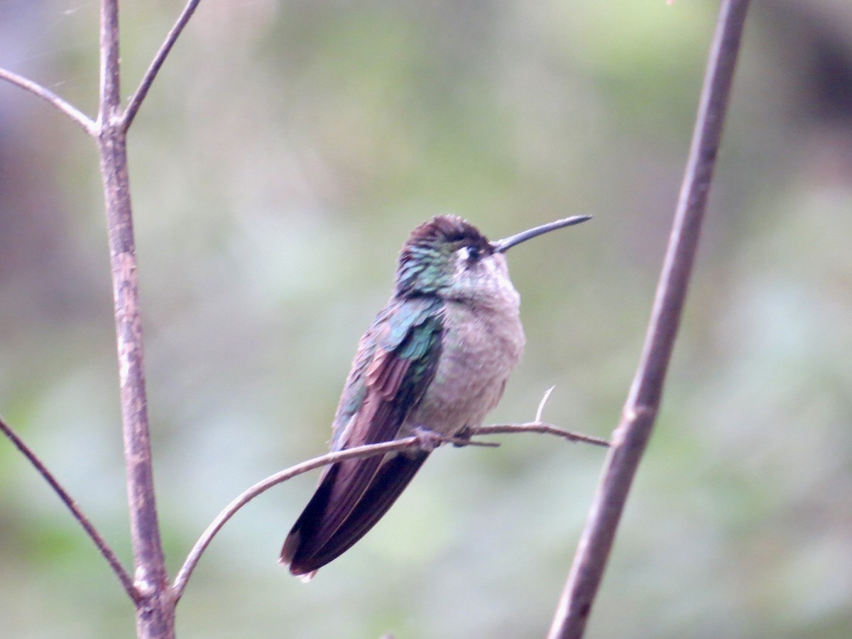 Rivoli's Hummingbird - ML618057377