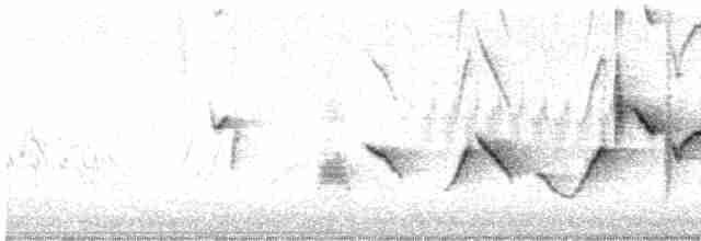 revespurv (schistacea gr.) (skiferrevespurv) - ML618057380