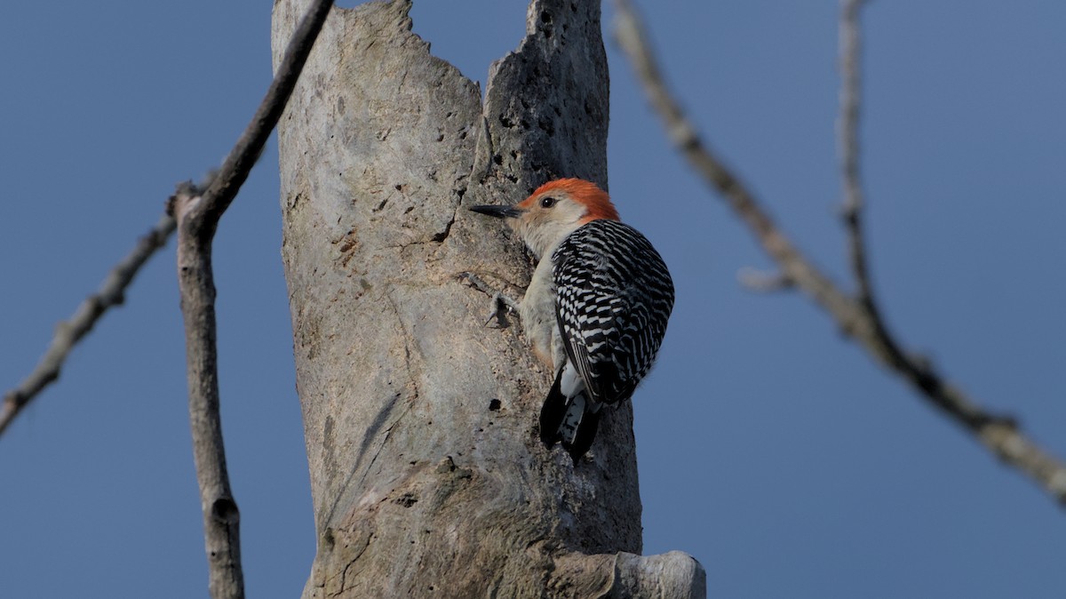 Red-bellied Woodpecker - ML618057390
