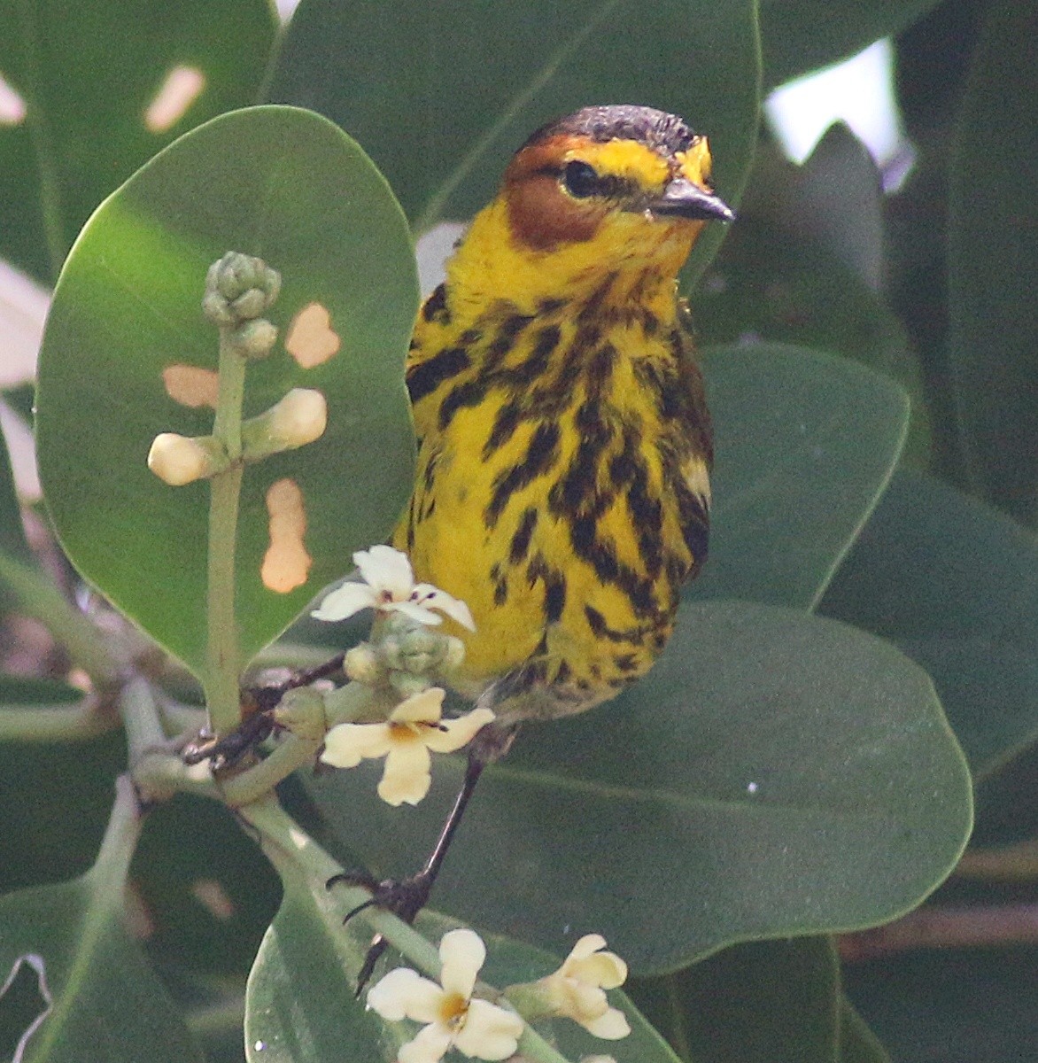 Cape May Warbler - ML618057404