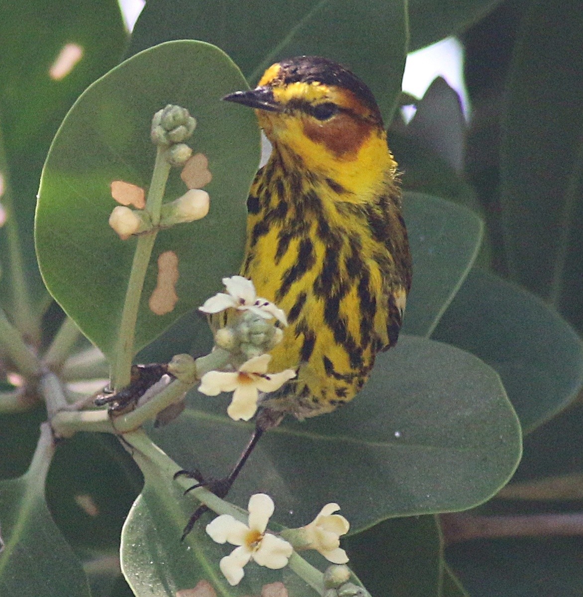 Cape May Warbler - ML618057409