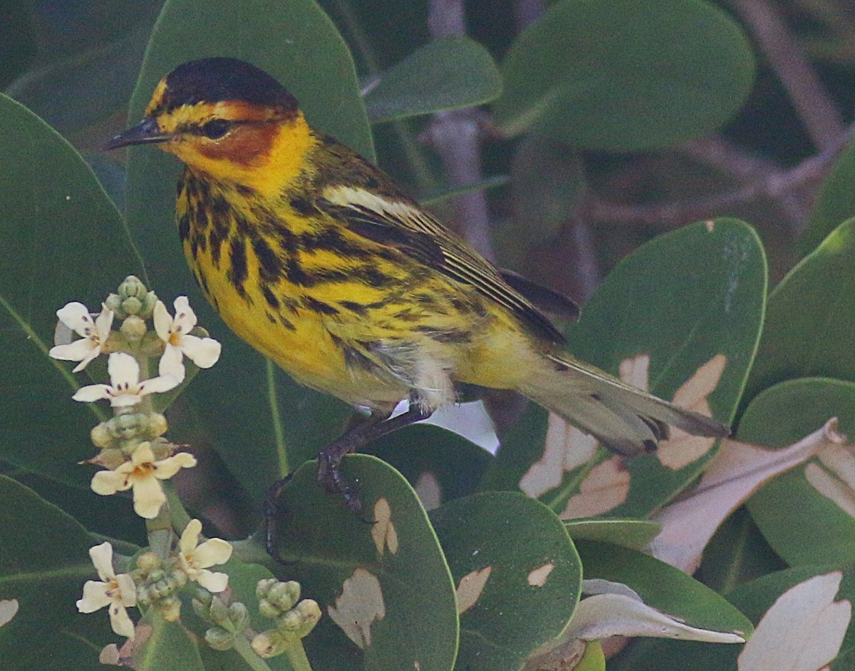Cape May Warbler - ML618057414