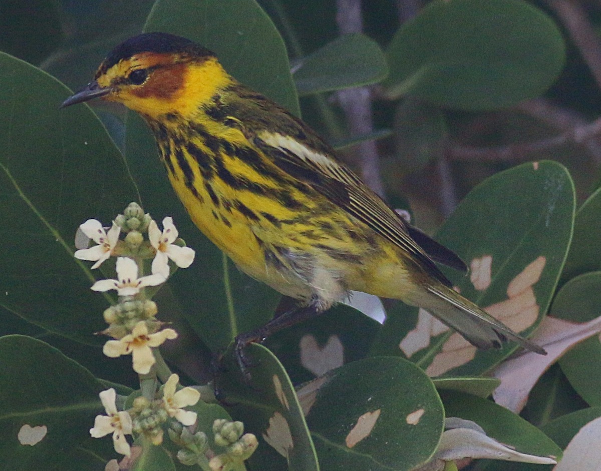 Cape May Warbler - ML618057416