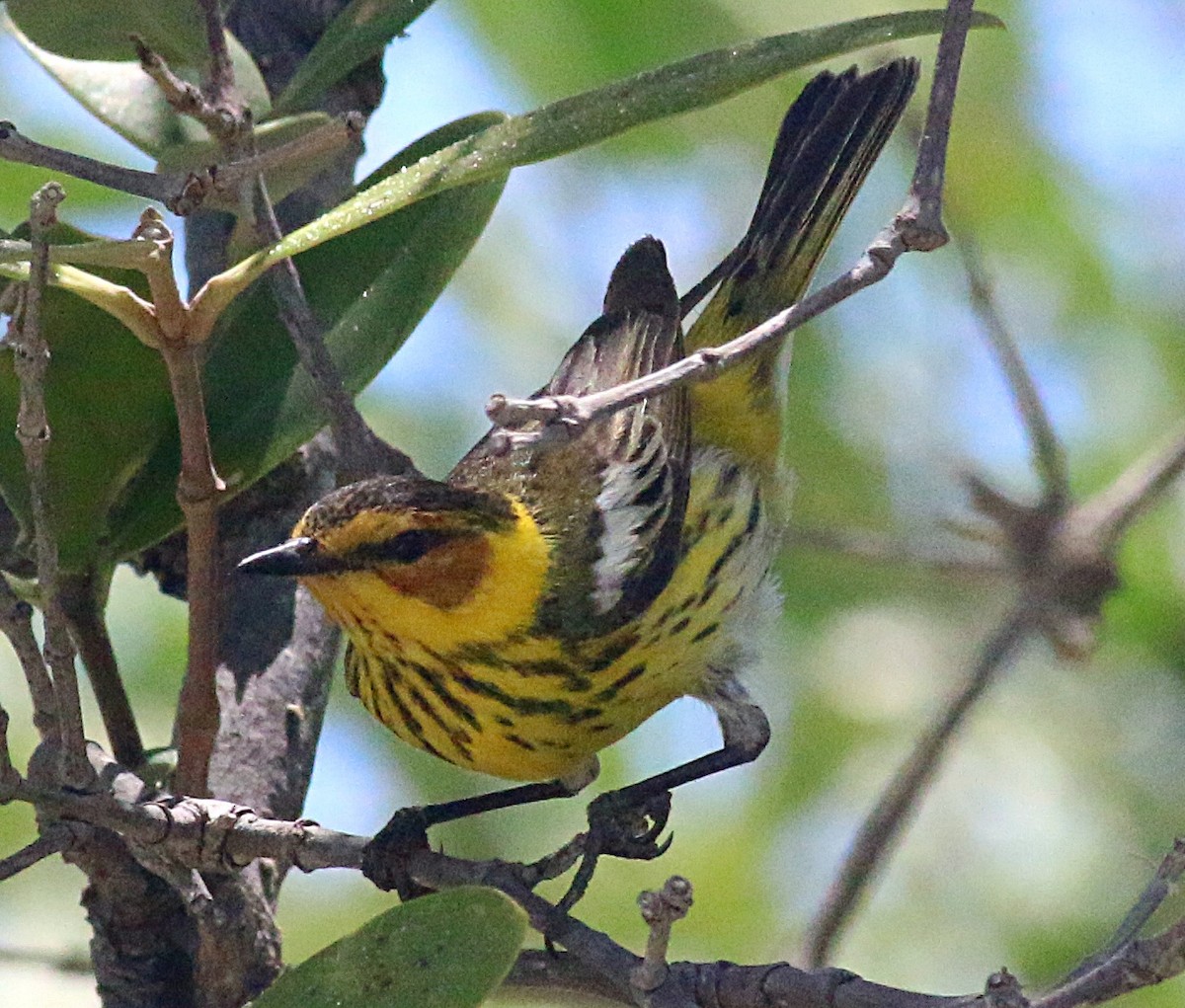 Cape May Warbler - ML618057423