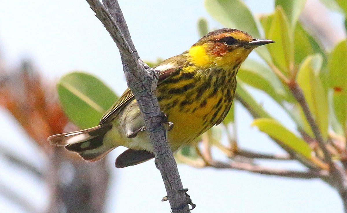 Cape May Warbler - ML618057427