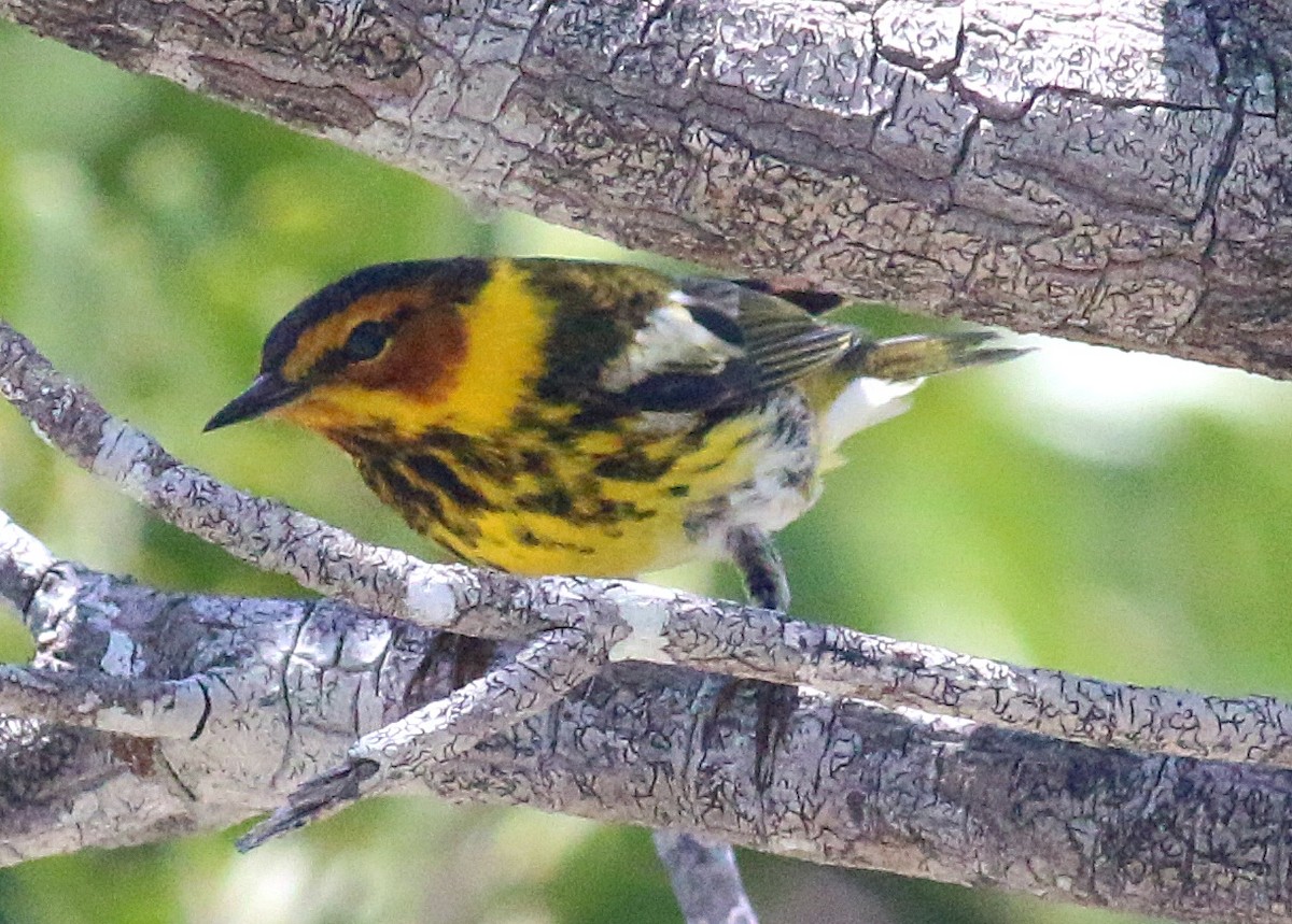 Cape May Warbler - ML618057428