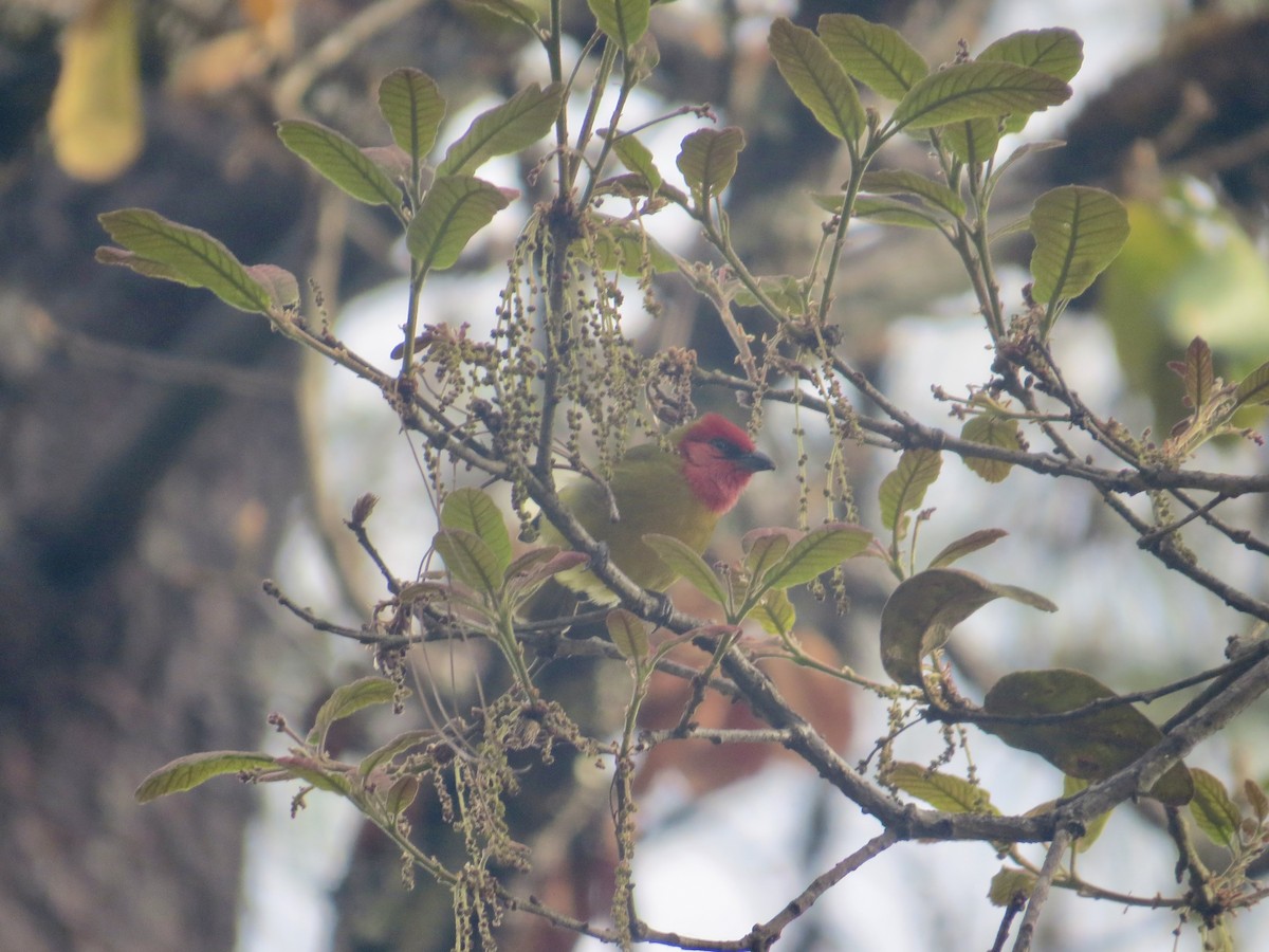 Red-headed Tanager - ML618057434
