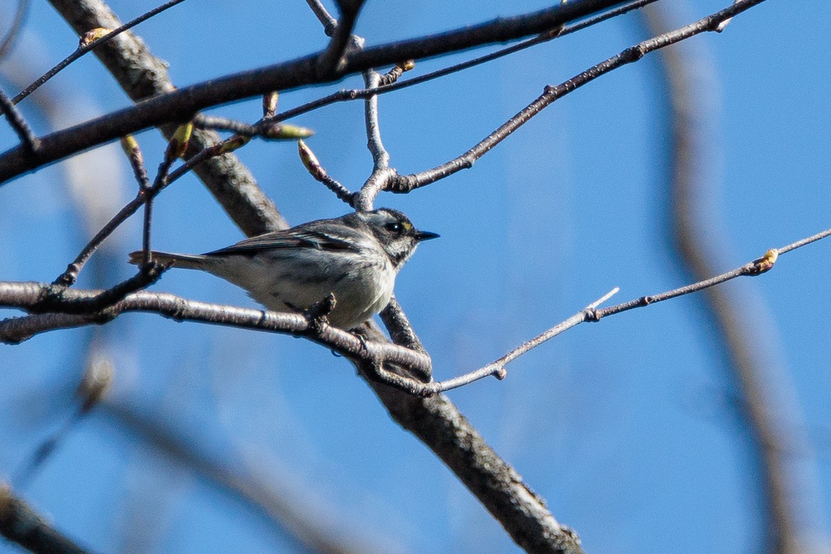 Black-throated Gray Warbler - ML618057443