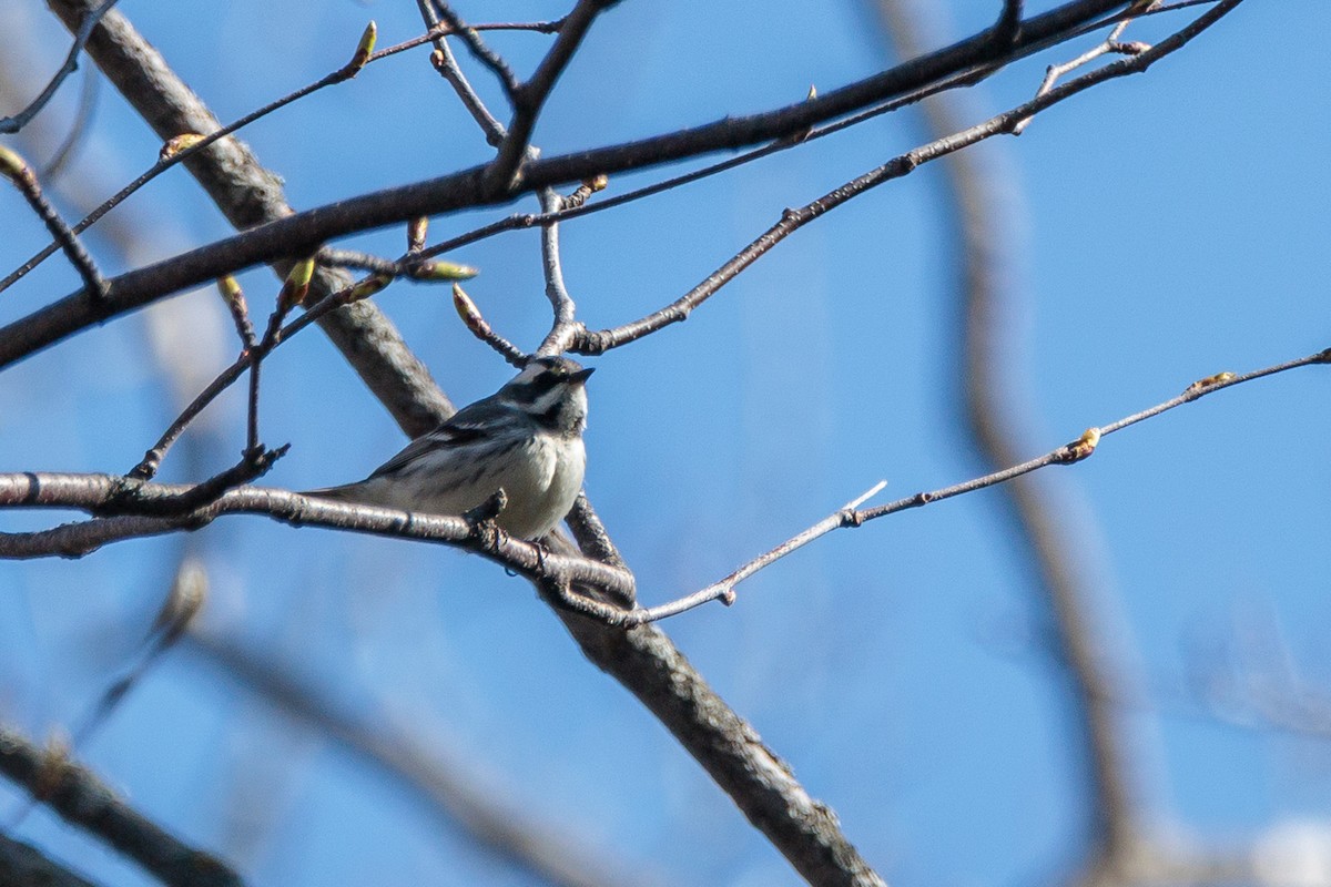 Black-throated Gray Warbler - Laurent Prévost-Frenette