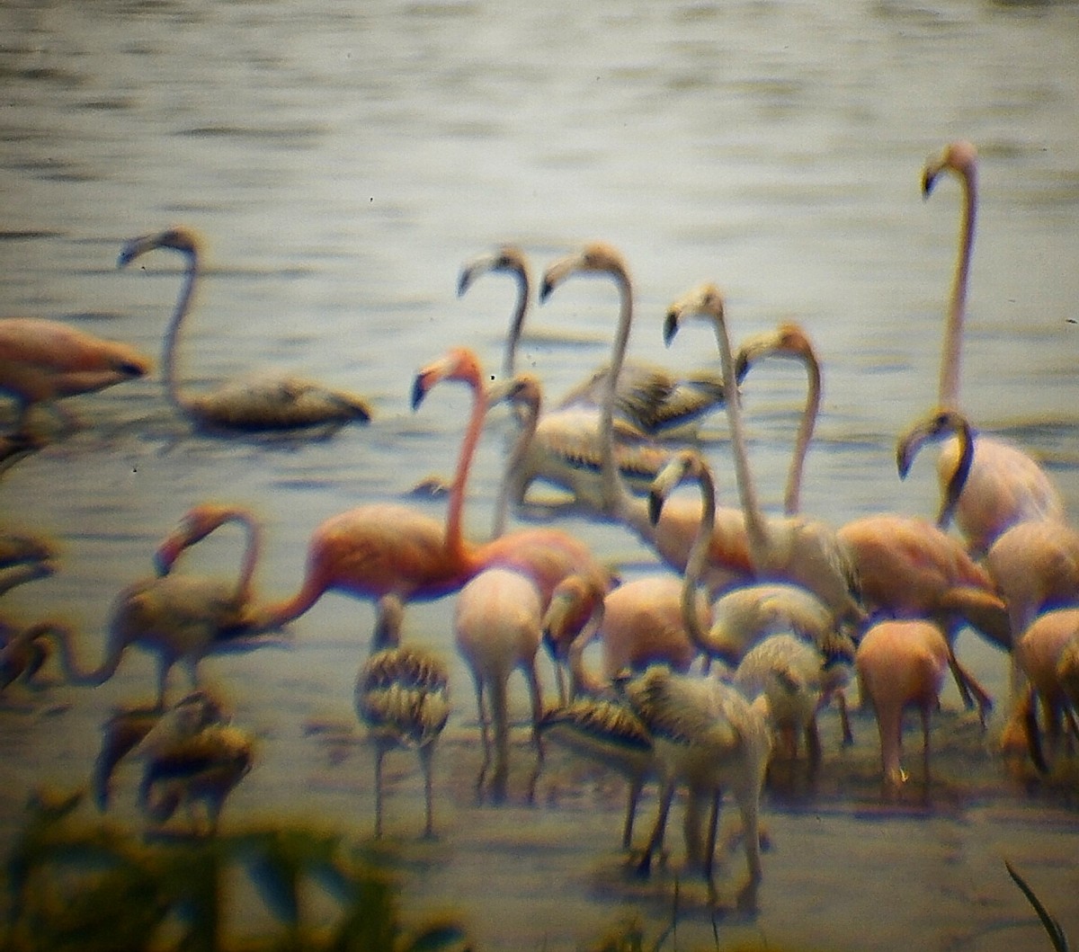 American Flamingo - Julermys Castillo