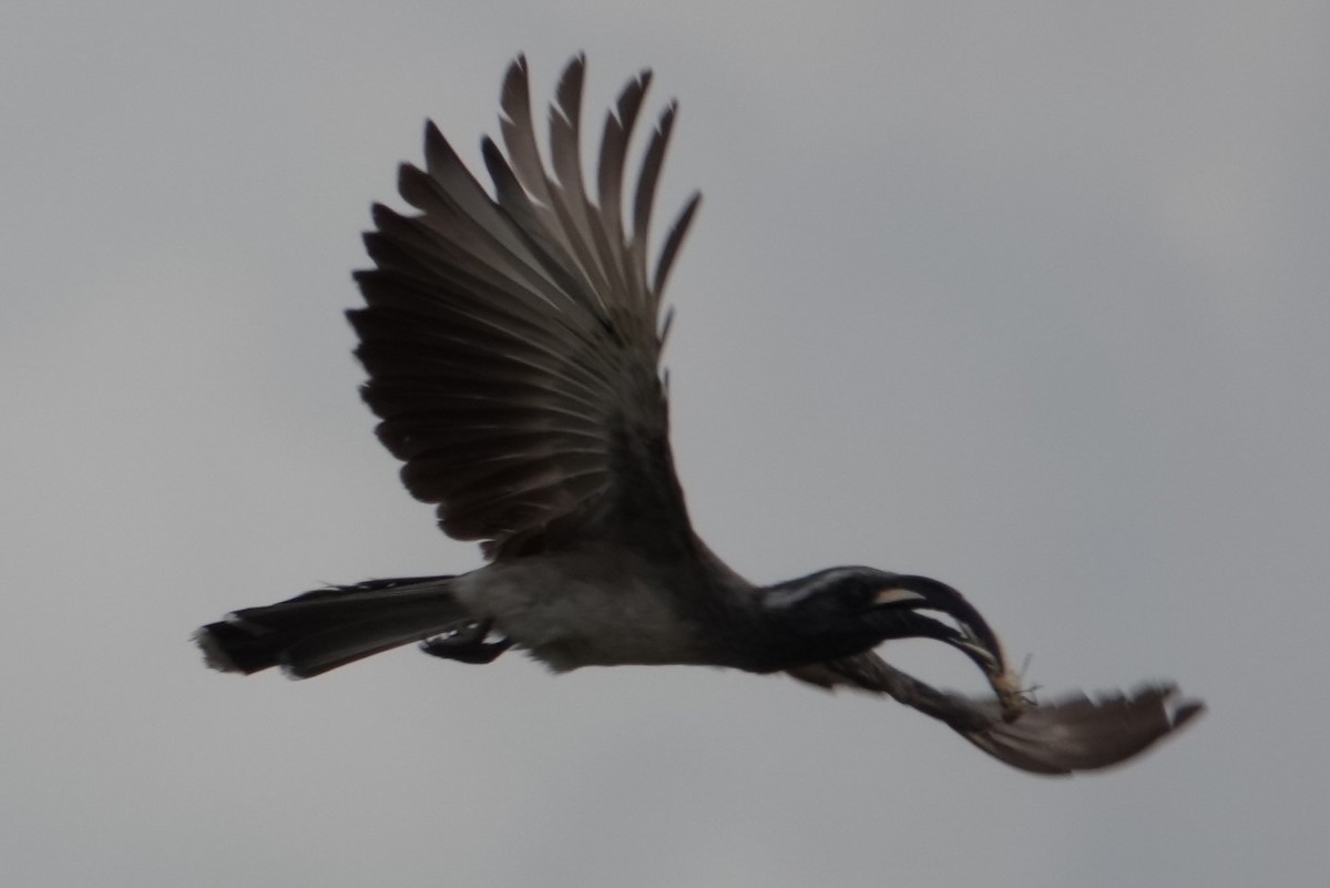 African Gray Hornbill - Jo Ellen Floer