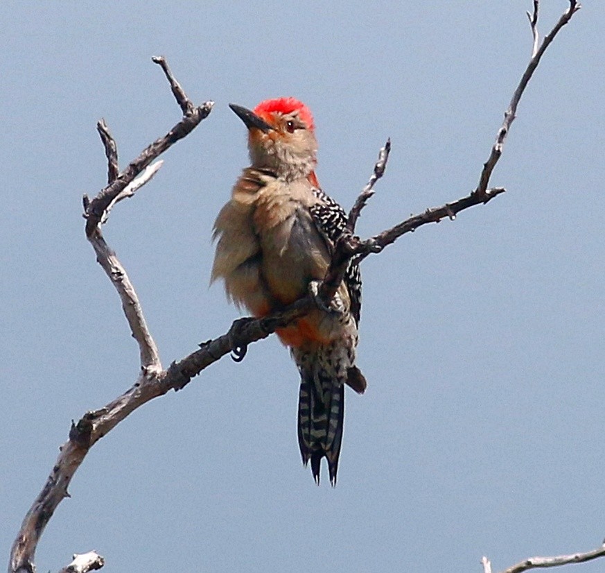 Red-bellied Woodpecker - Charity Hagen