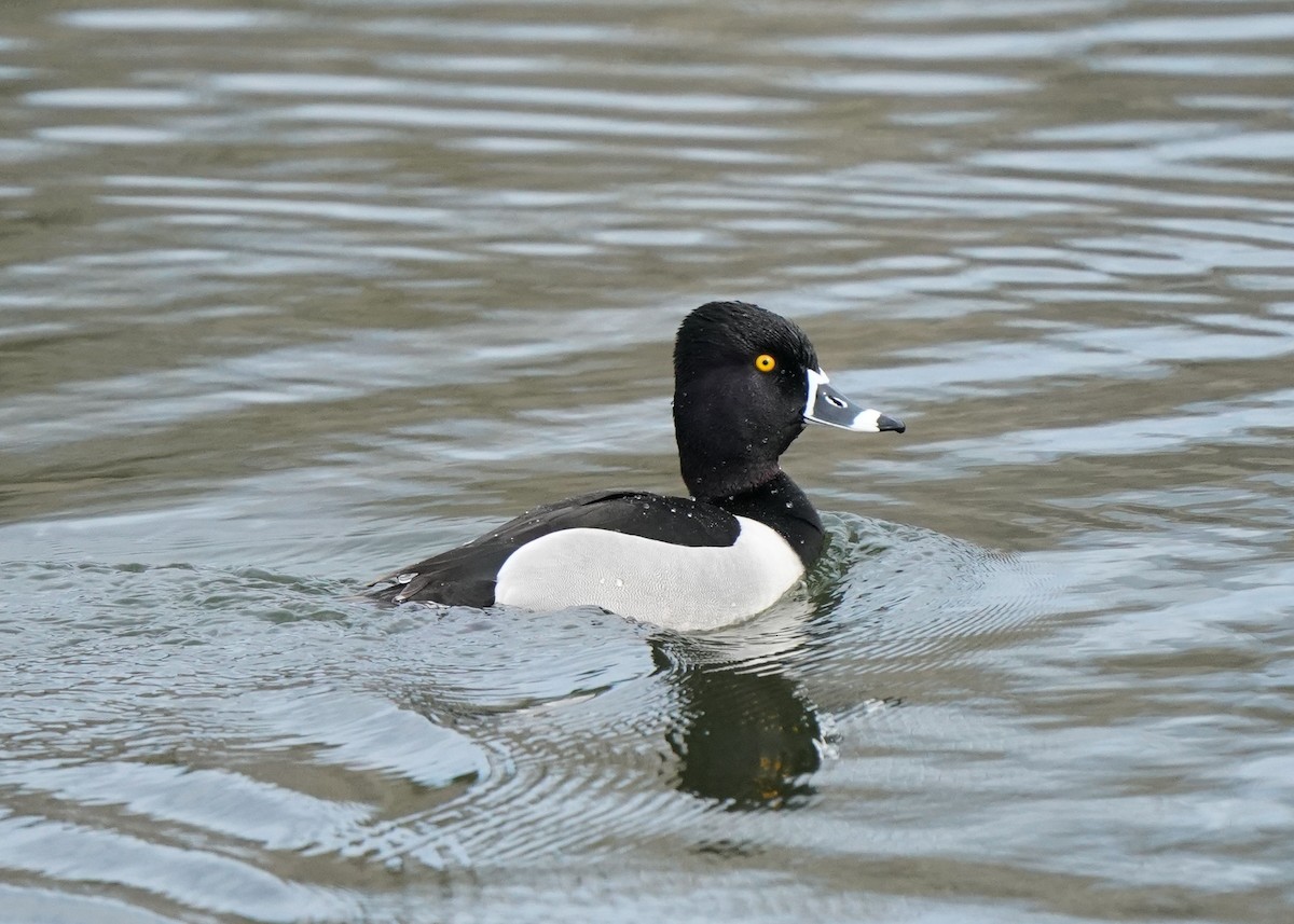 Ring-necked Duck - ML618057538