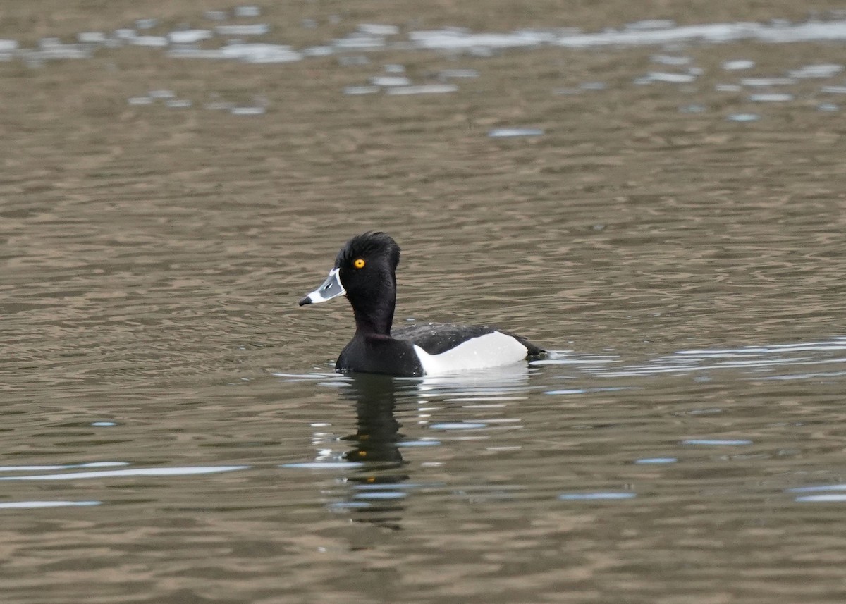 Ring-necked Duck - ML618057539