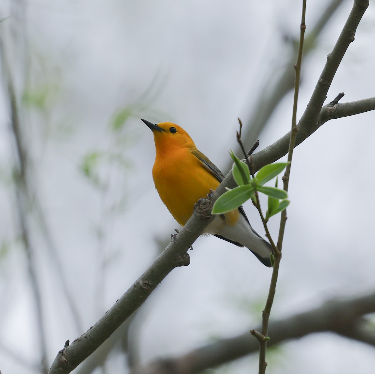 Prothonotary Warbler - ML618057543