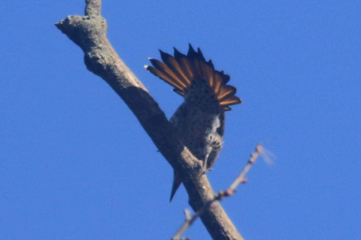 Northern Flicker (Yellow-shafted) - ML618057545