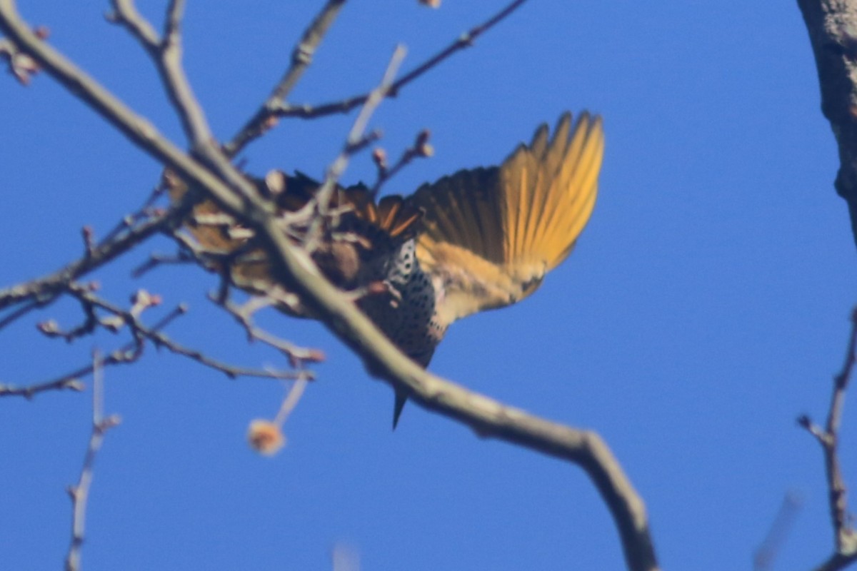 Northern Flicker (Yellow-shafted) - ML618057546