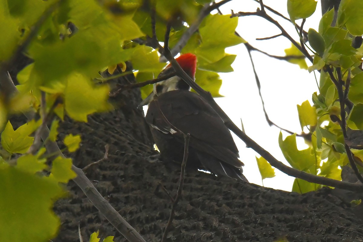 Pileated Woodpecker - Gigi A