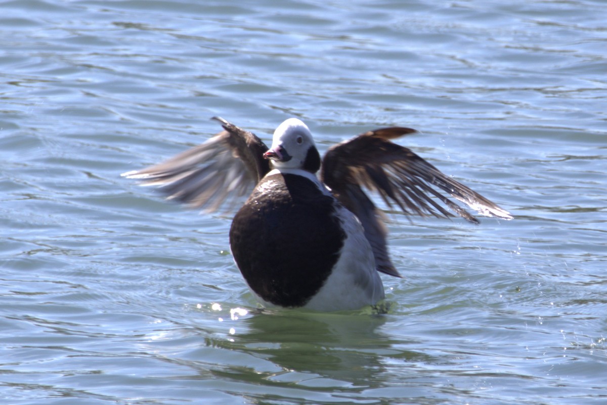 Long-tailed Duck - ML618057552