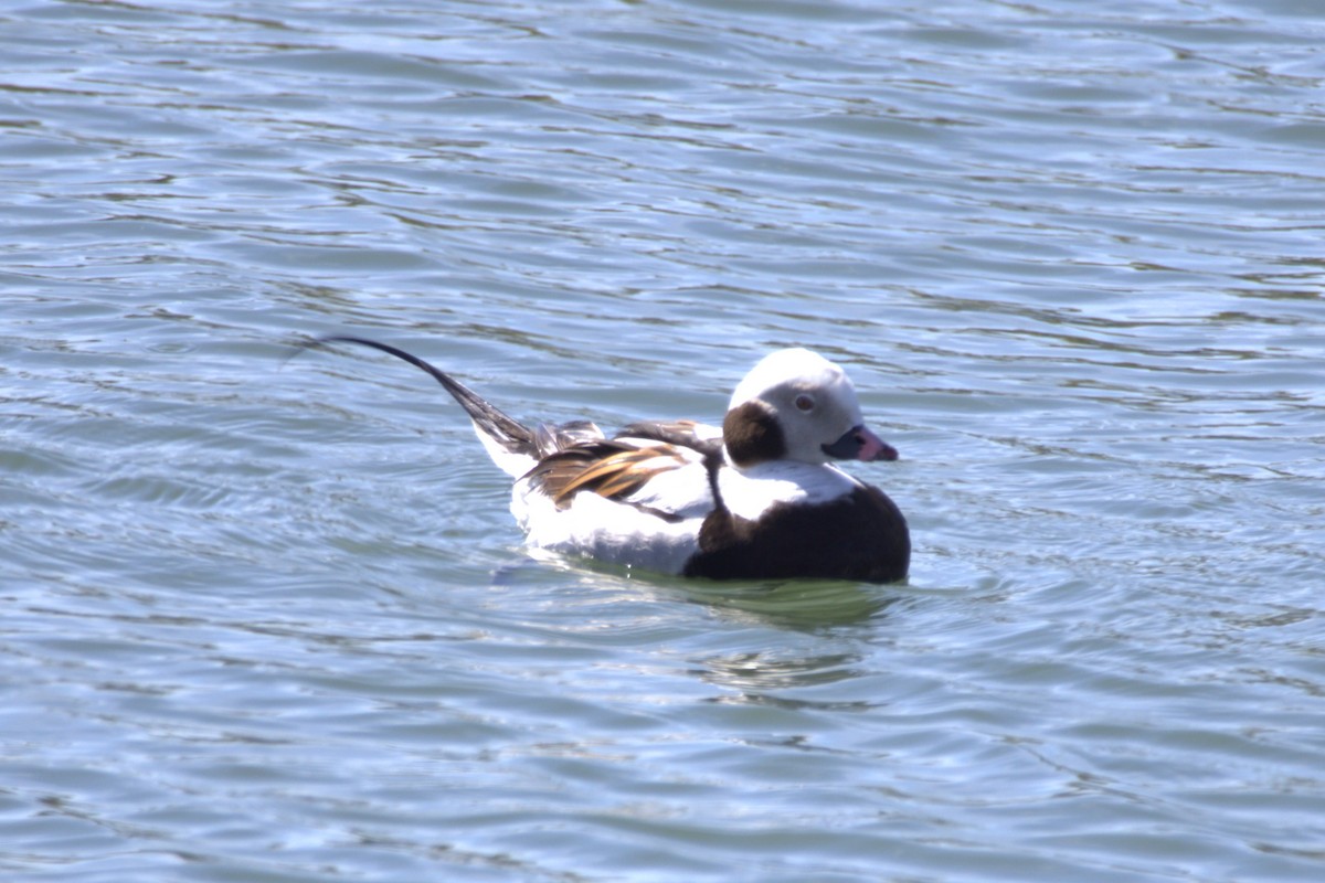 Long-tailed Duck - ML618057553