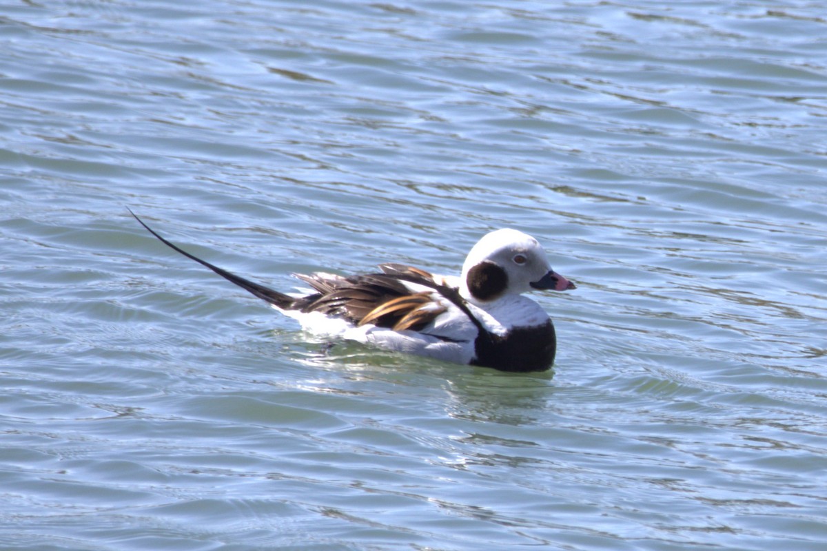 Long-tailed Duck - ML618057554