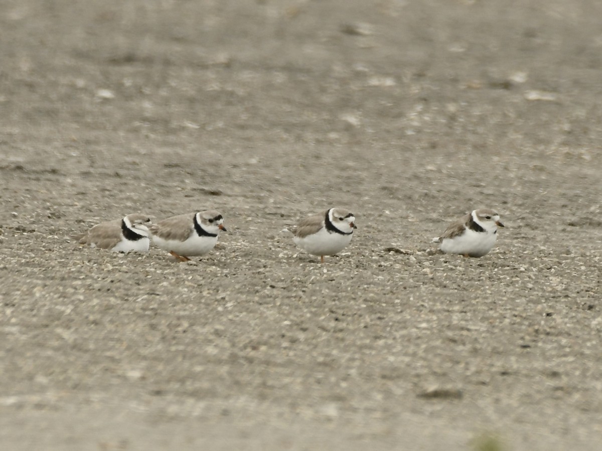 Piping Plover - ML618057566