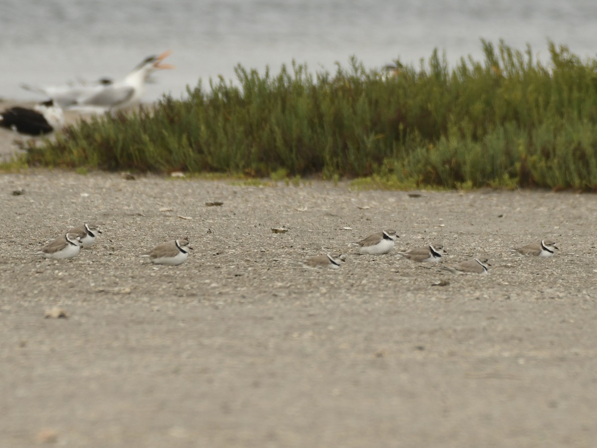 Piping Plover - ML618057567