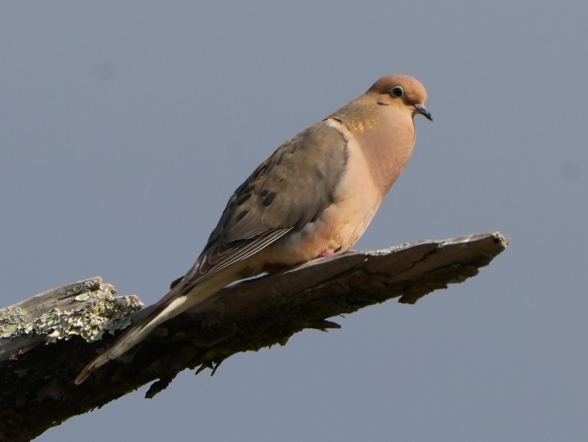 Mourning Dove - Dave Bowman