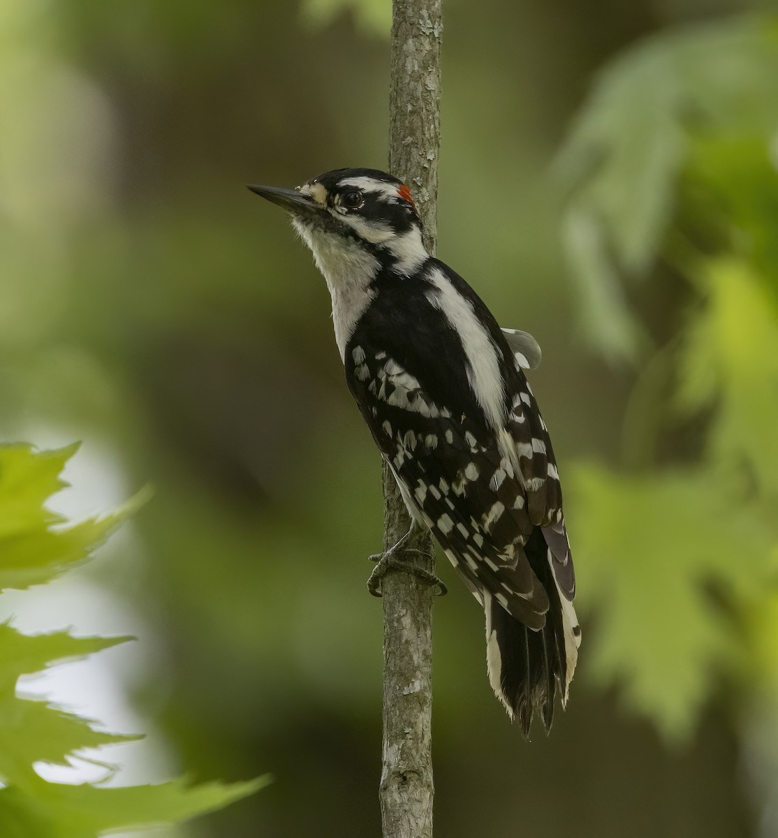 Downy Woodpecker - Iris Kilpatrick