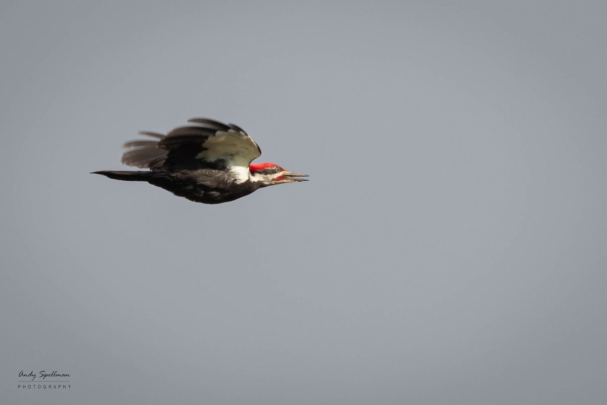 Pileated Woodpecker - Andy Spellman