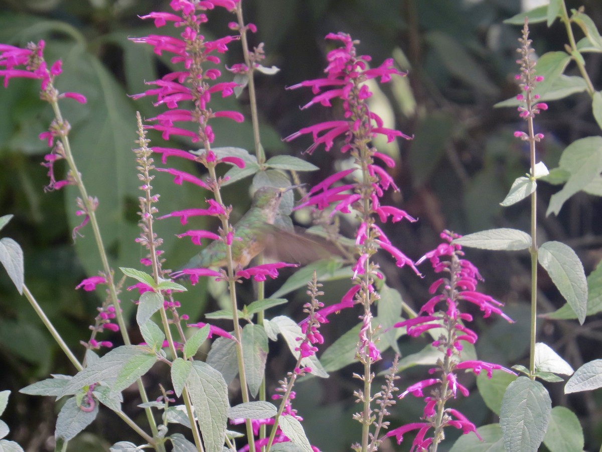 Broad-tailed Hummingbird - ML618057703