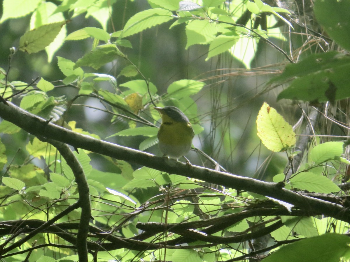 Crescent-chested Warbler - ML618057714