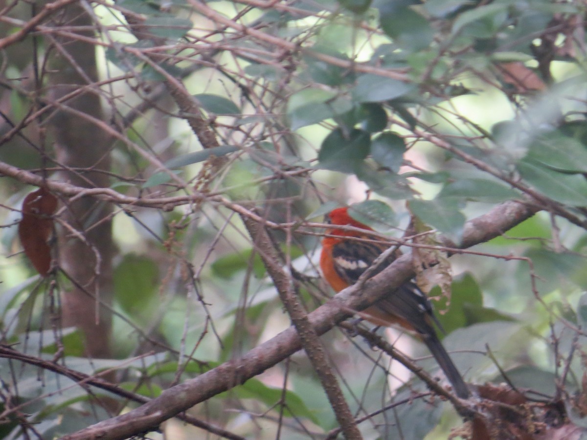 Flame-colored Tanager - ML618057724