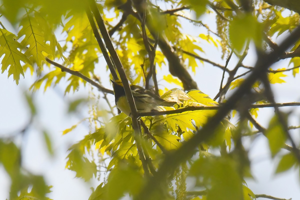 Black-throated Green Warbler - ML618057734