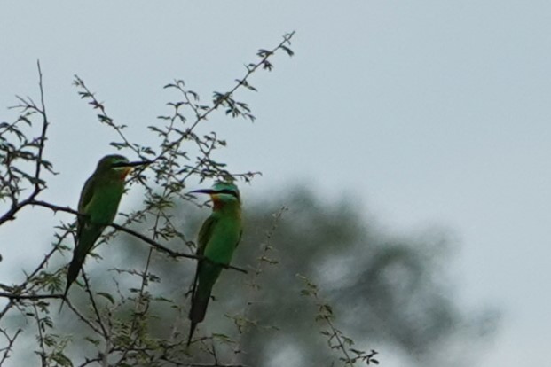 Blue-cheeked Bee-eater - ML618057736