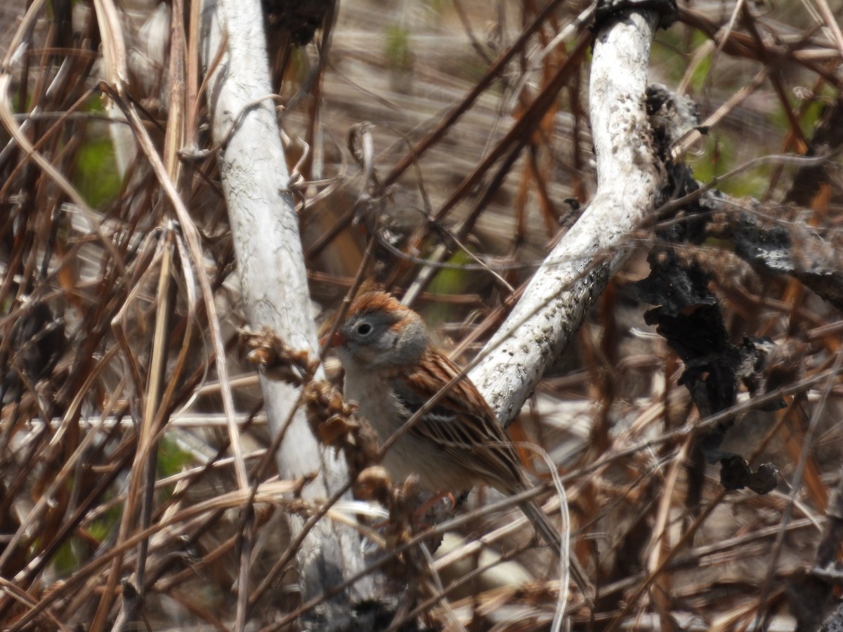 Field Sparrow - ML618057754