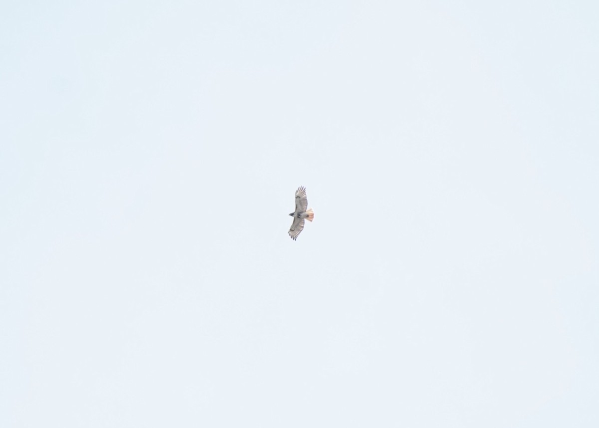 Red-tailed Hawk - ML618057804