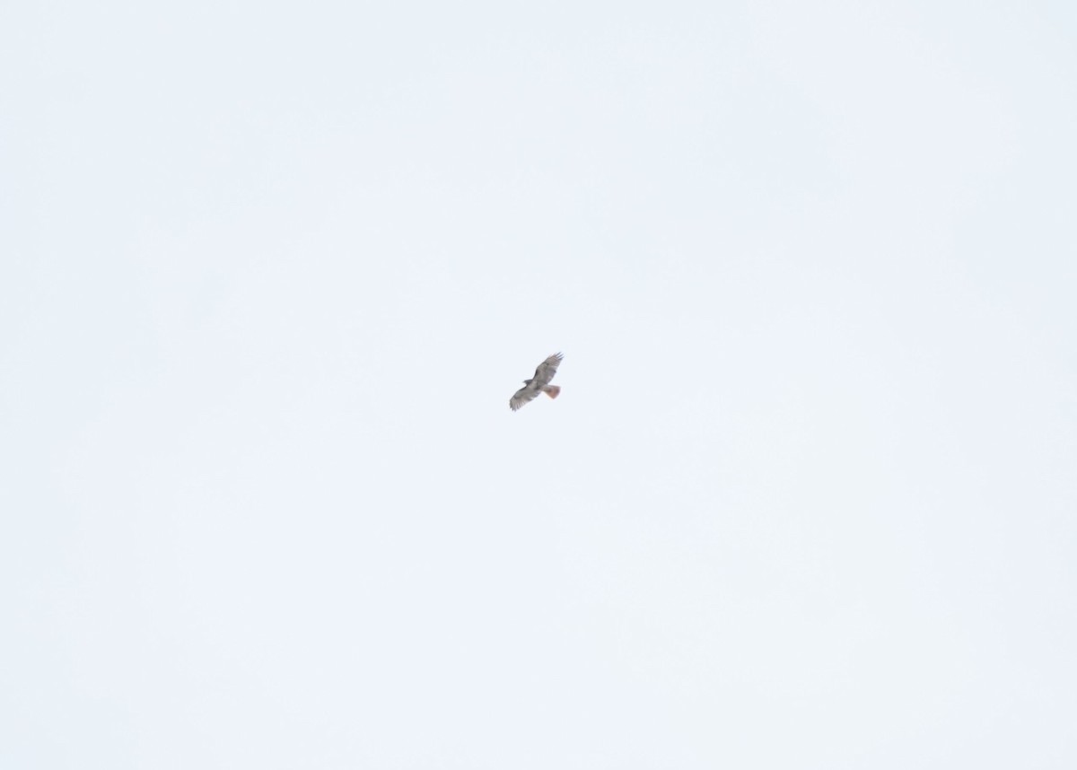 Red-tailed Hawk - ML618057805