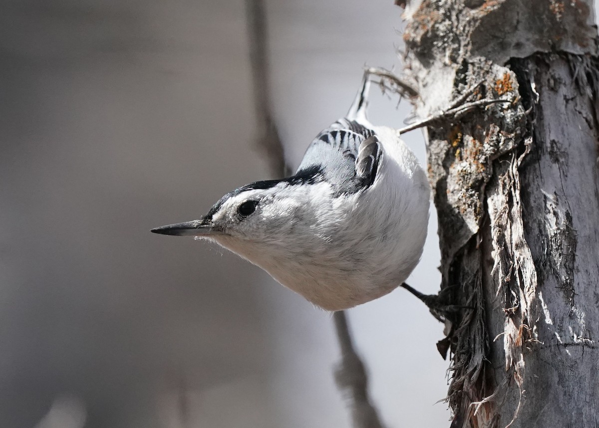 White-breasted Nuthatch - Pam Hardy