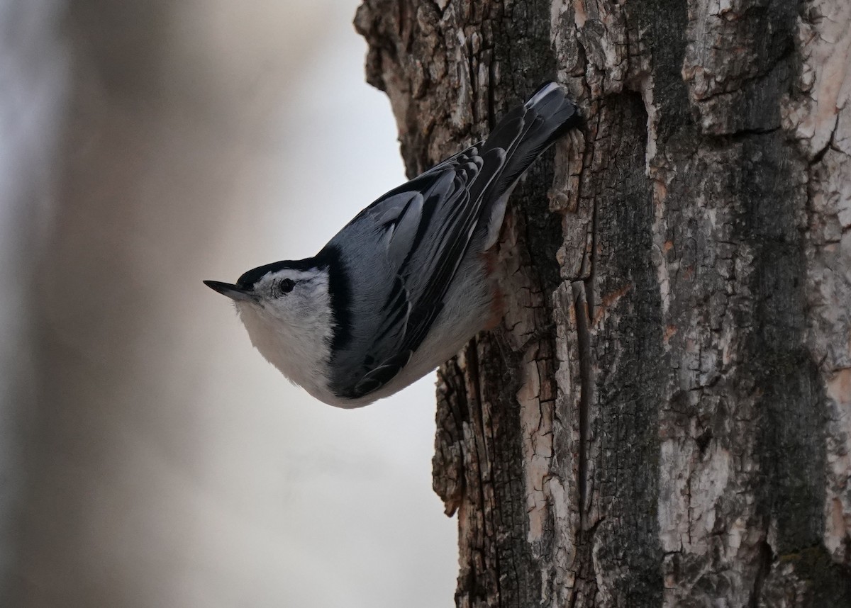 White-breasted Nuthatch - ML618057830