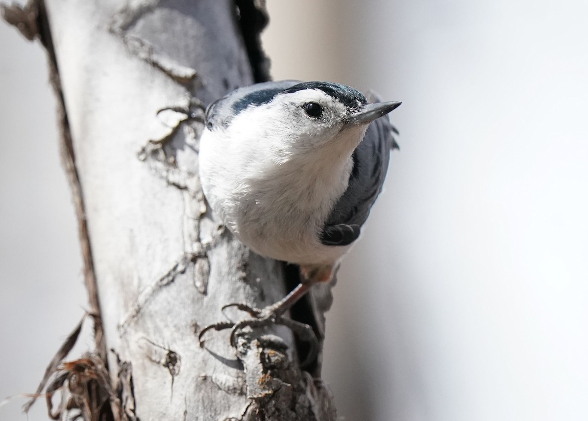 White-breasted Nuthatch - Pam Hardy